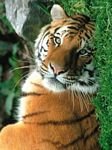 pic for Sleepy siberian tiger